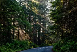 Ilustrasi Hutan / Sumber: Pixabay