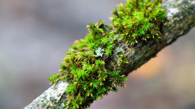 Ilustrasi tumbuhan lumut