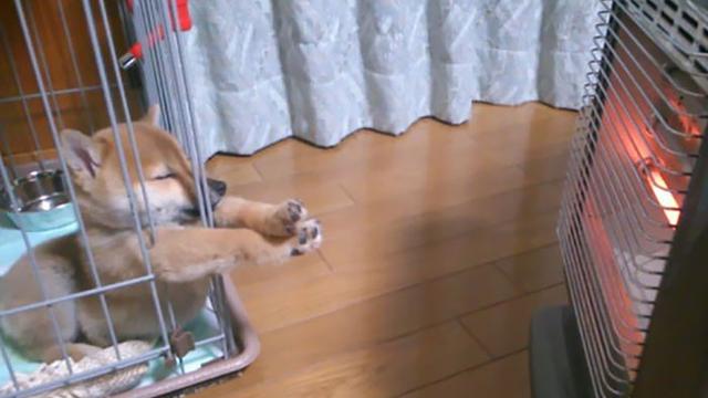 posisi absurd anjing