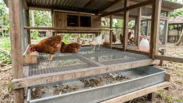 Kandang Ayam
