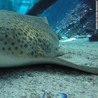 Hiu Zebra Raja Ampat Kembali Pulih Lewat Program Konservasi dan Repopulasi