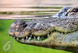 Ilustrasi Foto Buaya (iStockphoto)