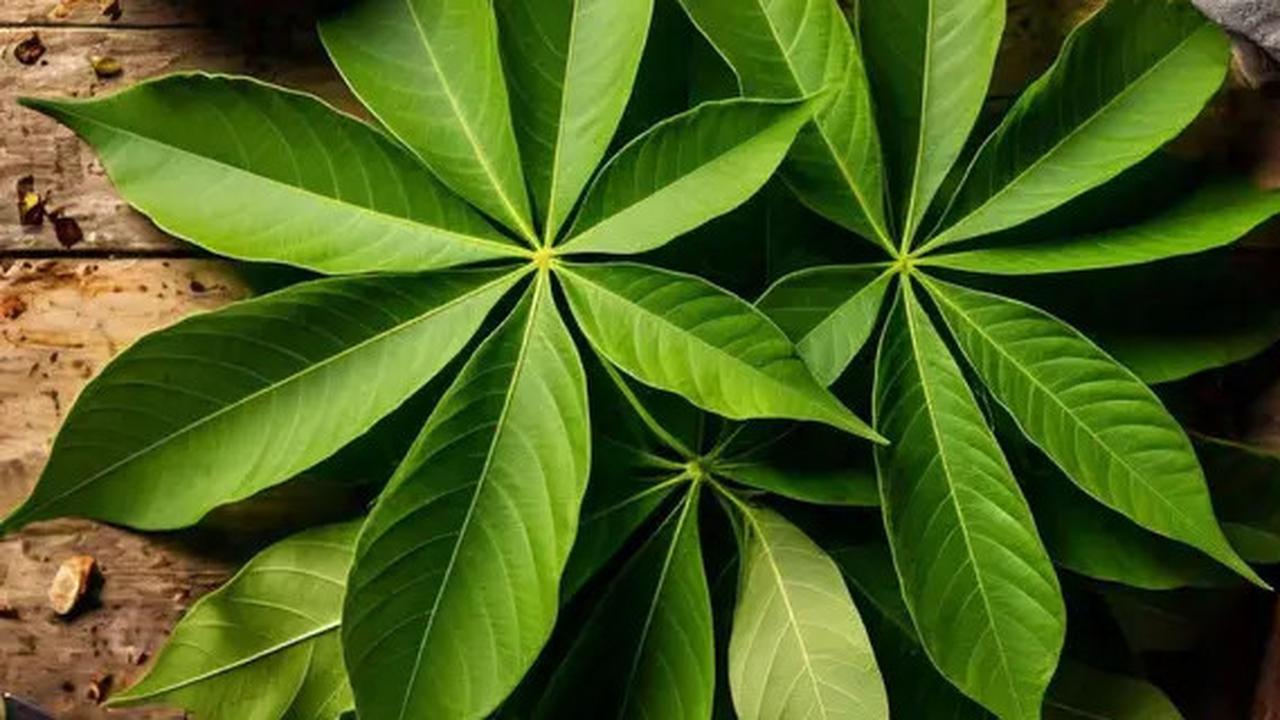 Manfaat Daun Singkong untuk Kesehatan Ternyata Luar Biasa, Simak Daftarnya