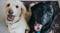 (Unsplash.com JayWennington)