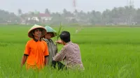 Jokowi tampak berbincang dengan para petani untuk menanyakan masalah yang ada di bidang pertanian. Jumat (13/6/14) (Liputan6.com/Herman Zakharia)