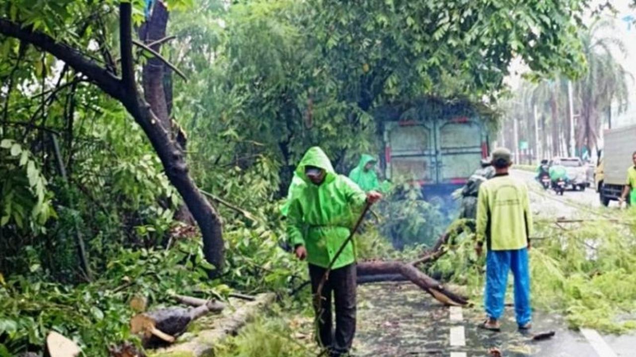 Sudin Tamhut Jakbar Sigap Evakuasi Delapan Pohon Tumbang Jakarta Barat Akibat Hujan Deras