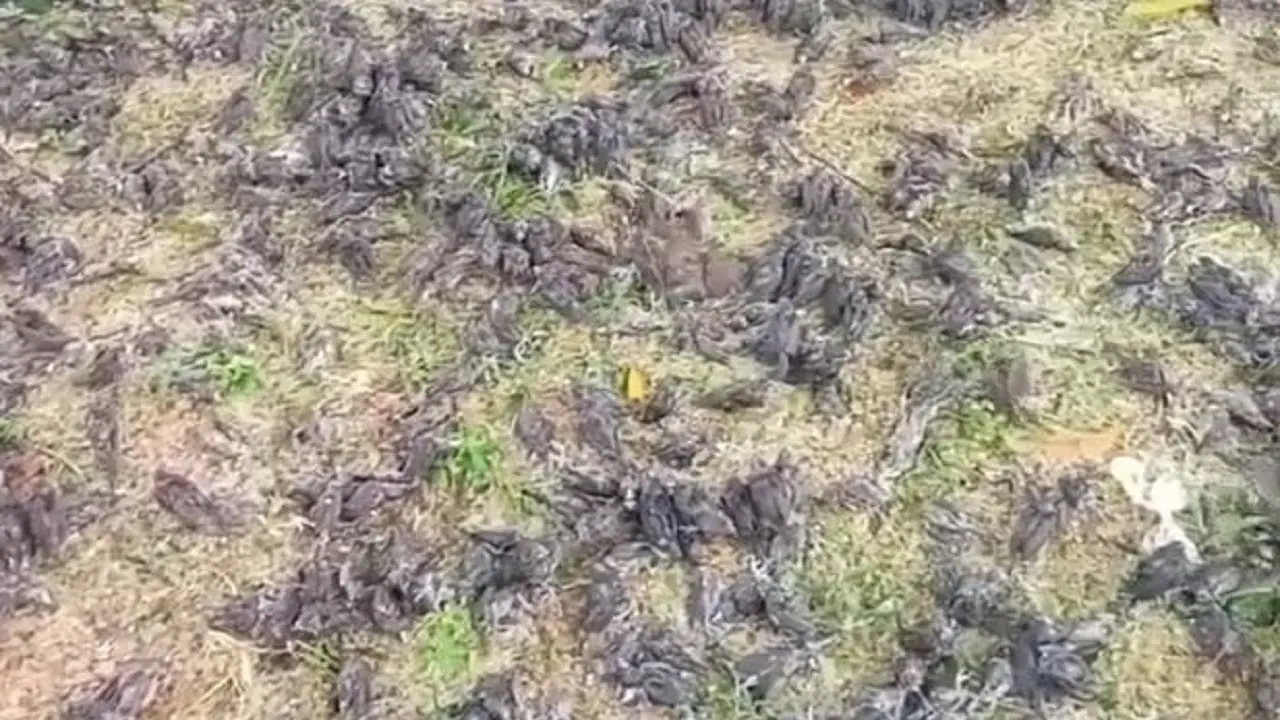 Burung pipit