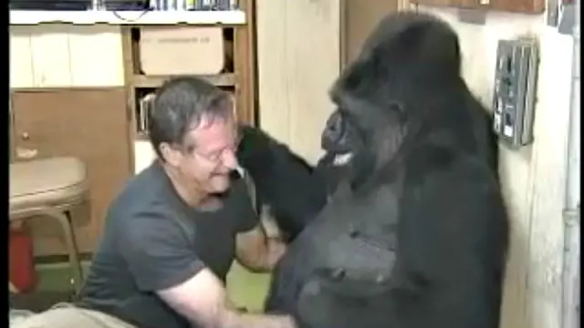 Robin Williams Bercanda Dengan Gorilla