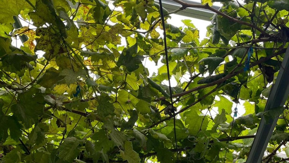 Tips Menanam Pohon Anggur Berbuah Lebat di Pekarangan Rumah, Biar Tak Cuma Tumbuh Daun