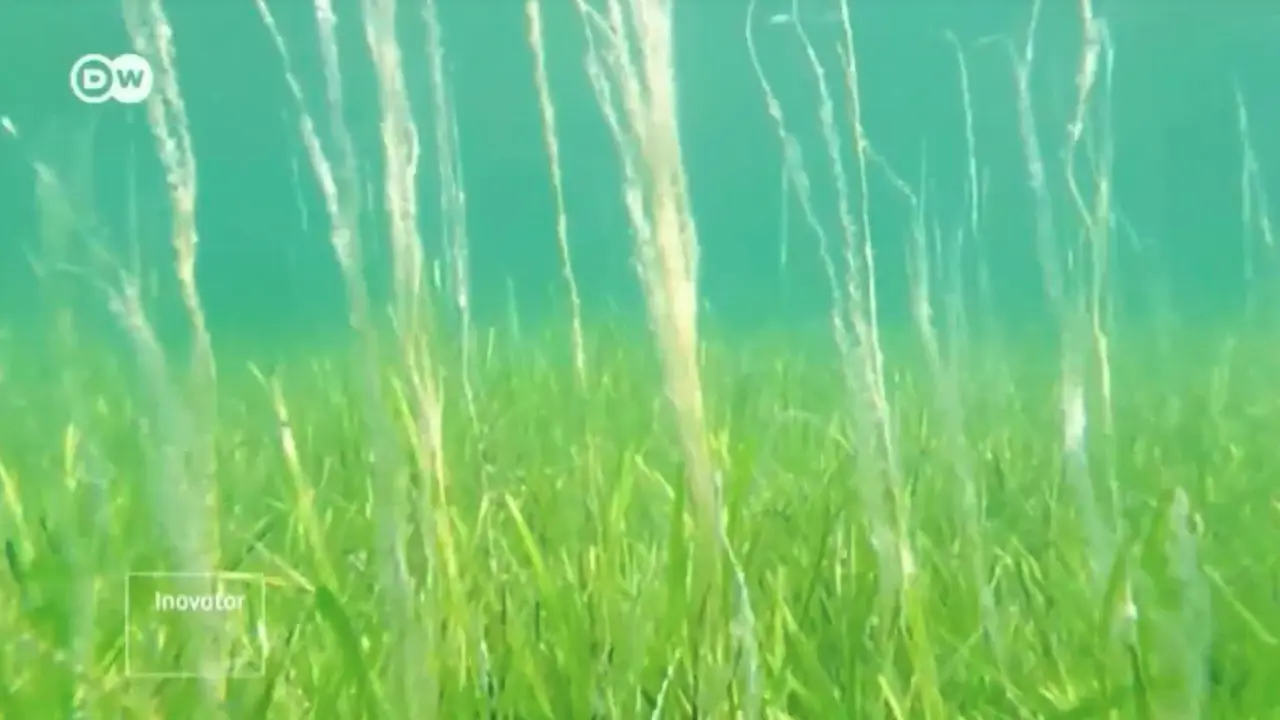 Rumput Buatan Lindungi Ekosistem Pantai Dari Abrasi Laut. sumberfoto: DW English