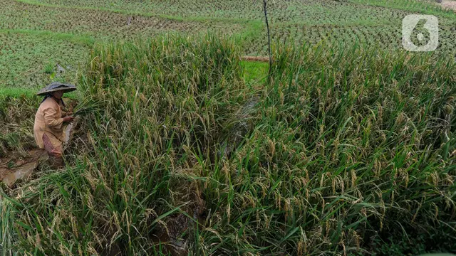 harga beras di tingkat penggilingan