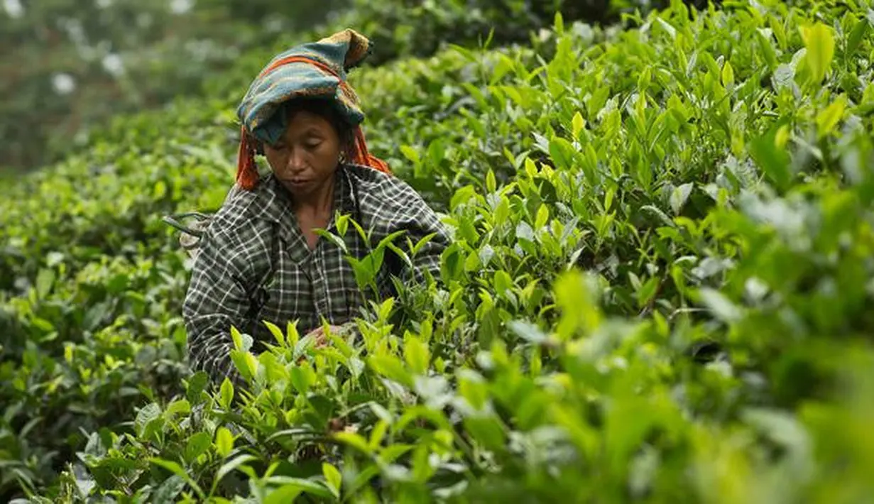 Seorang pekerja wanita memetik daun teh di kebun teh di Kaziranga, di negara bagian Assam di India timur laut, (11/10). Assam memproduksi lebih dari 50 persen tanaman teh di India. (AP Photo/Anupam Nath)