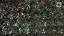 Caranya, dengan mendaftar terlebih dahulu ke Dinas Pertamanan dan Hutan Kota DKI Jakarta. (Liputan6.com/Herman Zakharia)