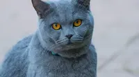 200 Grey Cat Names for Your Little Kitten