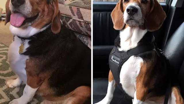 7 Foto Keren Anjing Obesitas Berjuang Turunkan Berat Badan Berlebihnya