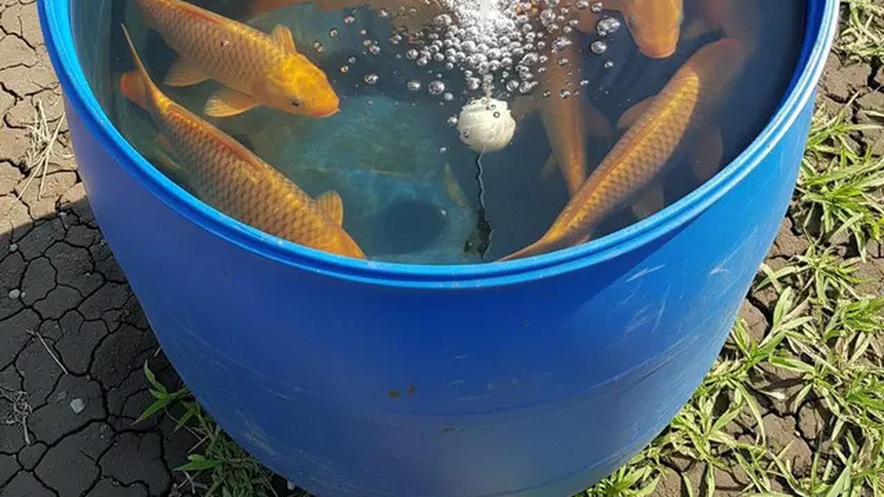 10 Jenis Ikan Air Tawar yang Cepat Besar untuk Konsumsi Keluarga, Cocok Dipelihara di Lahan Sempit