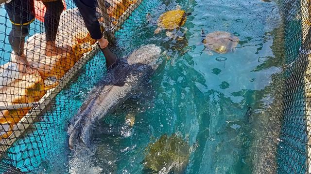 Jelajah Singkat ke Kepri Coral, Tempat Wisata Hits di Pulau Pengalap Batam