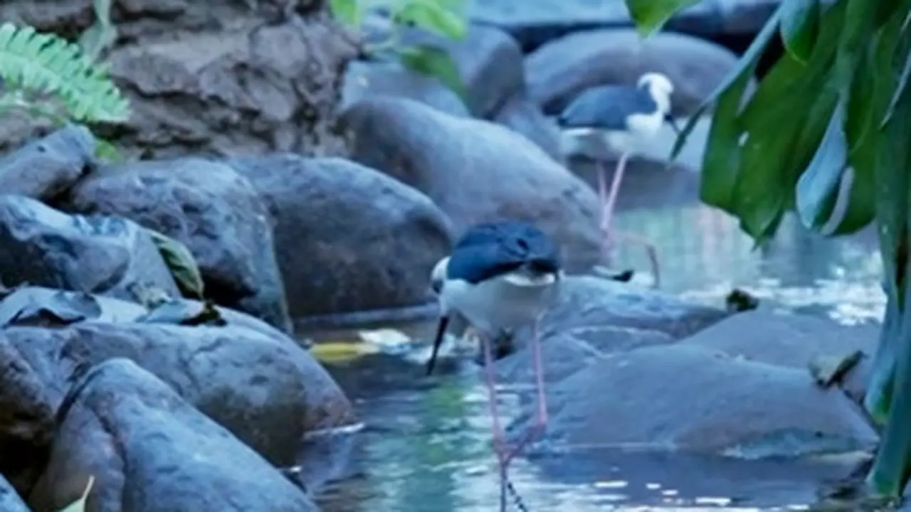 80 Jenis Burung di Wisata Alam Terbaru Sebagai Destinasi Liburan Sekolah