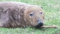 Hewan itu ditemukan di sebuah lapangan di Merseyside, Inggris barat laut dalam kondisi stres.