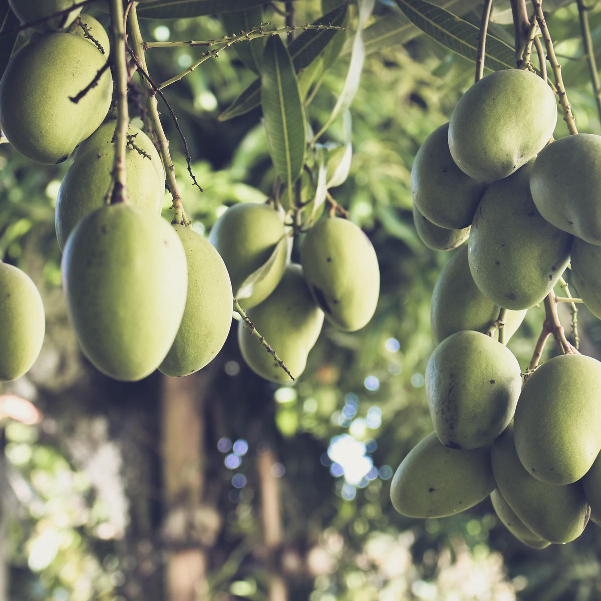Mangga - Vania
