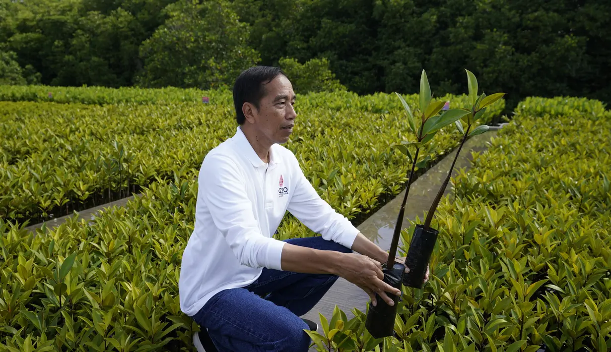 Presiden Indonesia Joko Widodo bersiap menanam pohon mangrove dalam rangkaian agenda pertemuan KTT G20 di Hutan Mangrove Taman Hutan Raya Ngurah Rai, Denpasar, Bali, Indonesia, Rabu (16/11/2022). Agenda ini merupakan salah satu agenda resmi dari para delegasi G20 yang hadir di Bali, sebelum nanti melanjutkan kembali working group. (AP Photo/Alex Brandon via Pool)