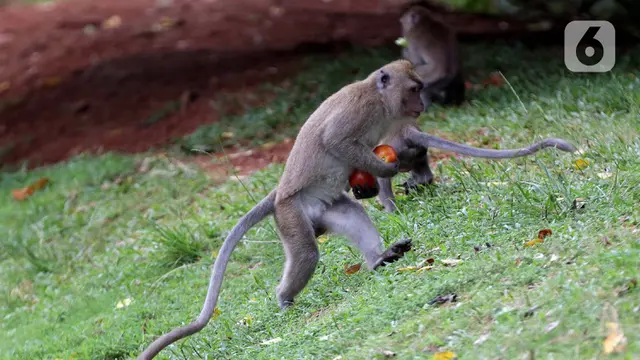 Potret Monyet Penghuni Suaka Margasatwa Muara Angke saat Meminta Makanan