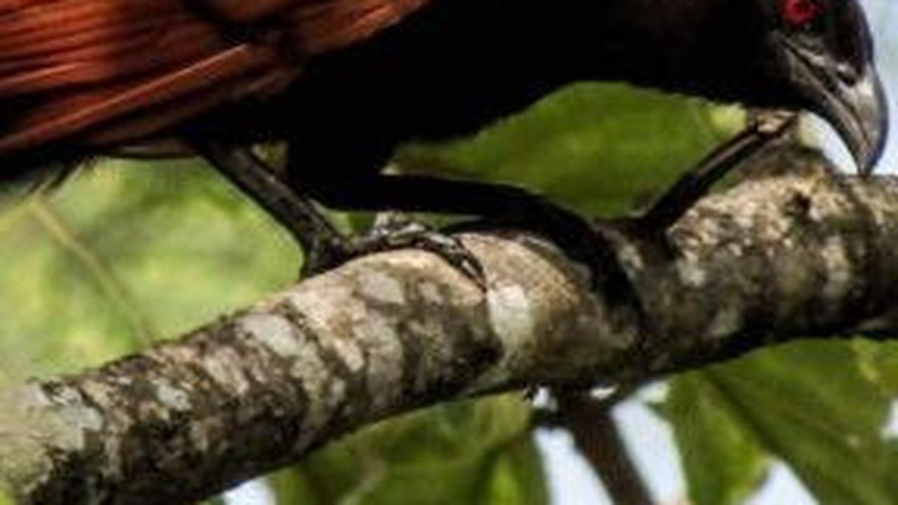3.&nbsp;Burung Hitam Bersayap Merah