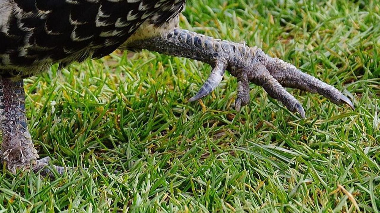 Ayam Hias Bikin Warga Bogor Panen Cuan, Sebulan Bisa Kantongi Puluhan Juta