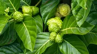 Trik Masak Daun Mengkudu Muda Agar Tidak Pahit Atau Getir, Ketahui Manfaatnya Bagi Kesehatan