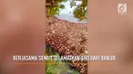 Jutaan semut api membuat pertahanan dari tubuhnya sendiri untuk selamat dari banjir.