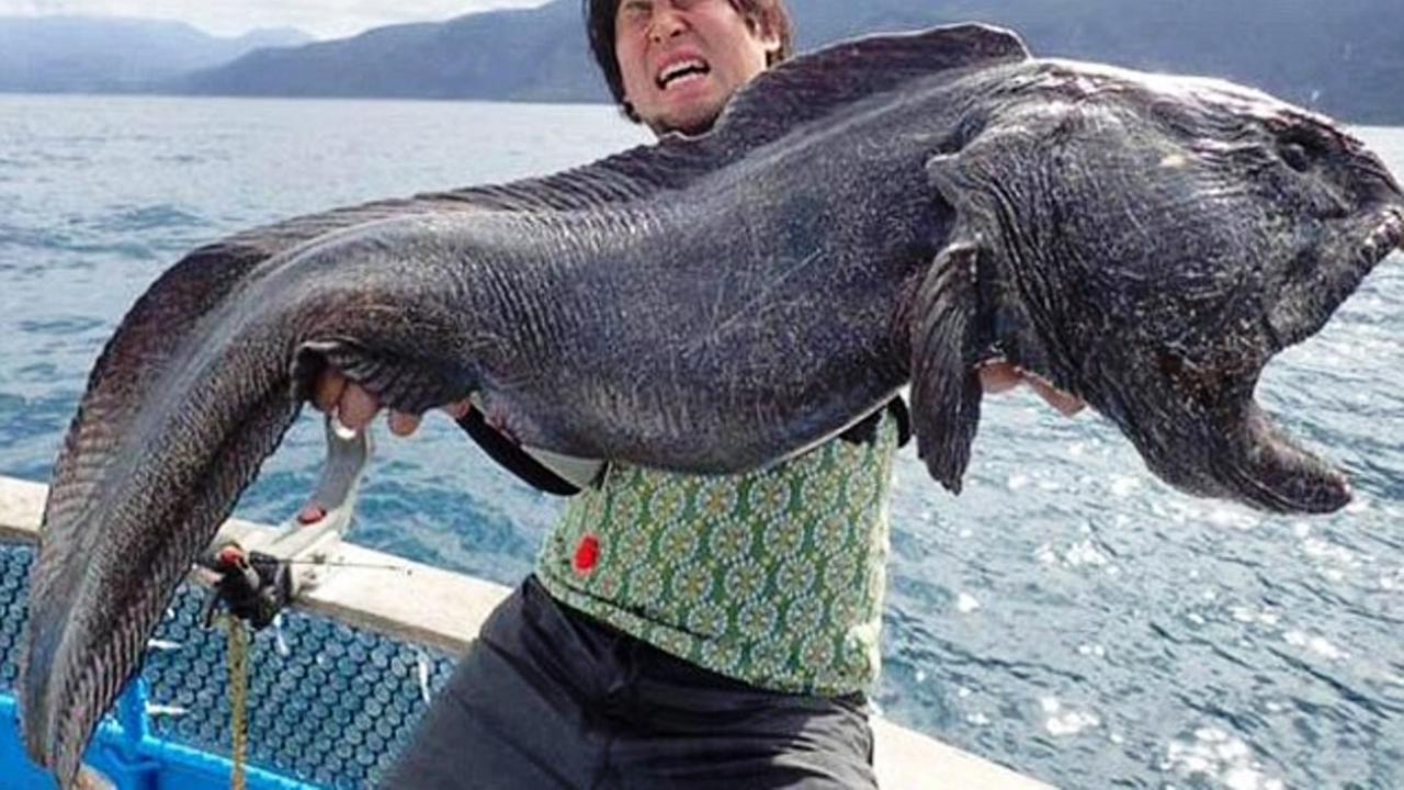 Ikan 'monster'  (Hoplias aimara) hasil tangkapan nelayan Jepang
