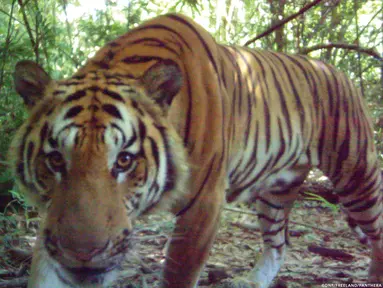 Harimau langka Indocina yang terancam punah ditemukan di taman nasional di Thailand timur, 28 Maret 2017. Harimau tersebut diketahui jenis harimau Indocina. (Thailand's Department of National Parks, Wildlife and Plant Conservation/Freeland via AP)