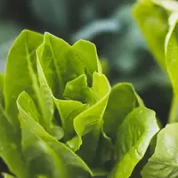 Tanaman Selada (Photo by Stephanie Moody on Unsplash)