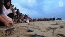 Pengunjung menyaksikan pelepasan lebih dari 300 tukik (anak penyu) Hijau di Pantai Pangumbahan, Ujung Genteng,  Sukabumi, Jawa Barat (27/10). Kegiatan pelepasan tukik pada sore hari ini menjadi  daya tarik pengunjung. (Merdeka.com/Arie Basuki)