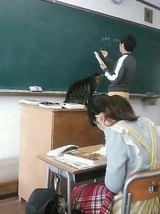 10 Kelakuan Kocak Kucing Bila Sedang di Dalam Kelas, Bikin Ketawa