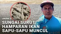 Sungai Surut, Hamparan Ikan Sapu-Sapu Muncul