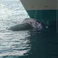 Bangkai paus baleen yang tersangkut di kapal KM Gunung Dempo. (Dok KKP)