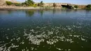 Kementerian Pertanian Irak pada hari Minggu mengumumkan bahwa mereka membentuk sebuah komite untuk menyelidiki penyebab kematian ikan-ikan tersebut, menurut kantor berita negara INA. (Asaad NIAZI / AFP)