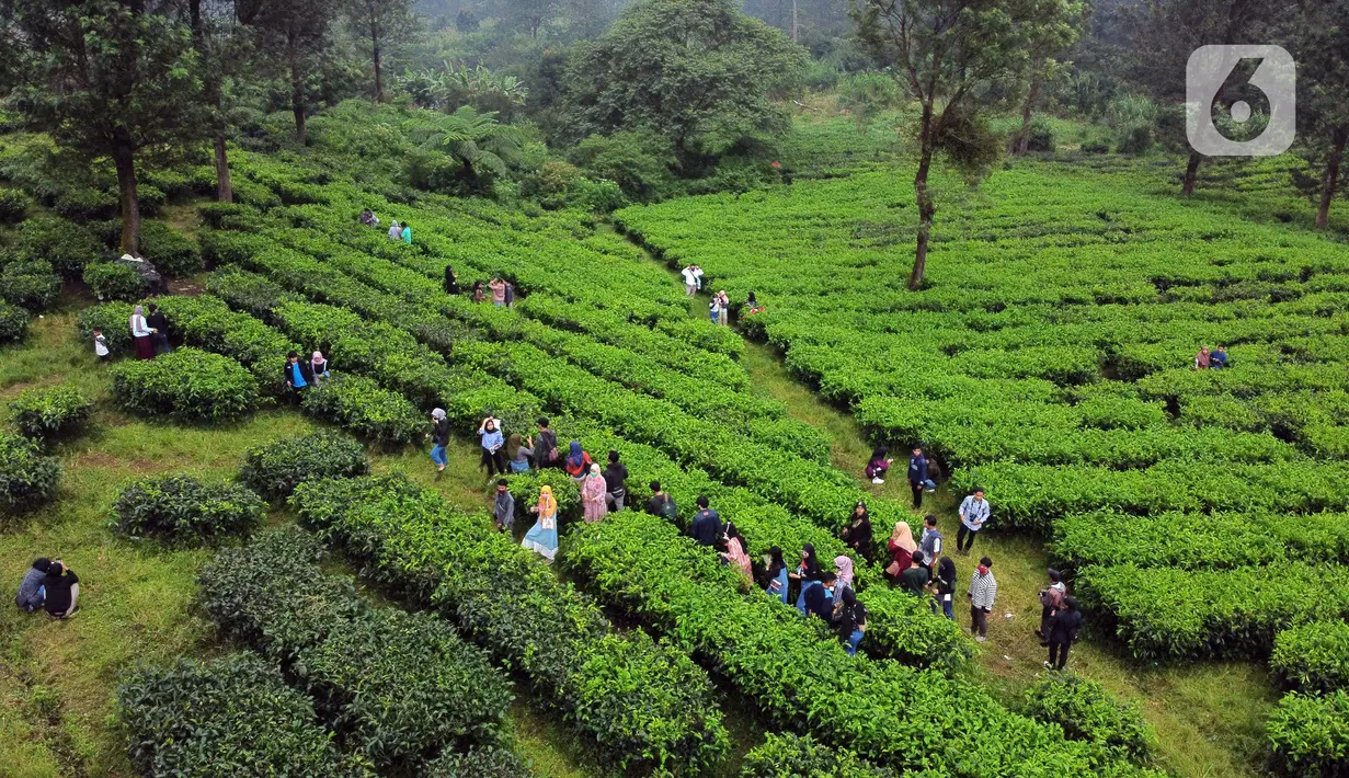 Pemandangan foto udara Perkebunan Kebun Teh kawasan Puncak, Kabupaten Bogor, Jawa Barat, Minggu (31/5/2020). Meski Pemkab Bogor memperpanjang masa Pembatasan Sosial Berskala Besar (PSBB) hingga 4 Juni namun wisatawan tetap memadati kawasan wisata kebun teh. (Liputan6.com/Helmi Fithriansyah)