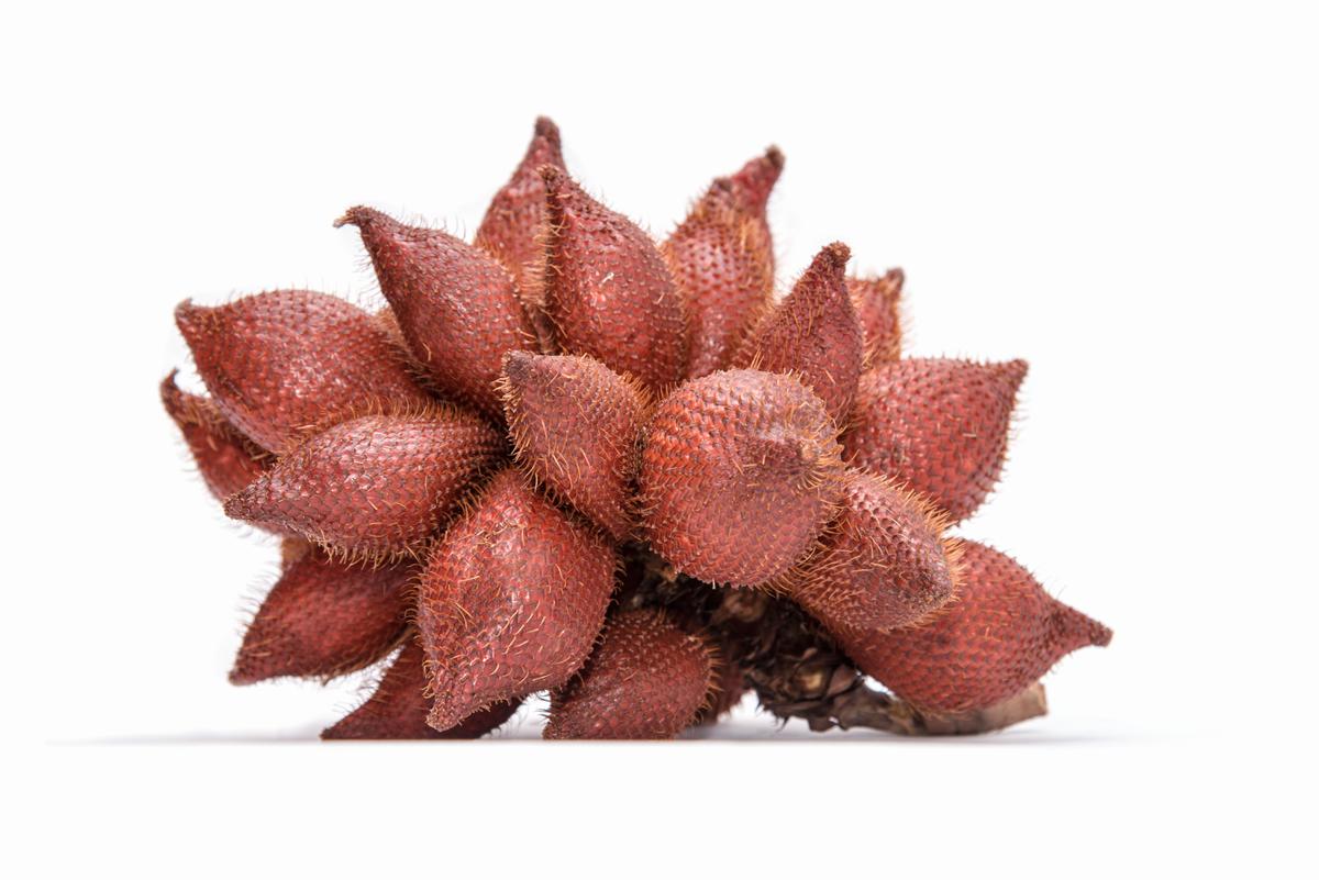 Ilustrasi buah salak