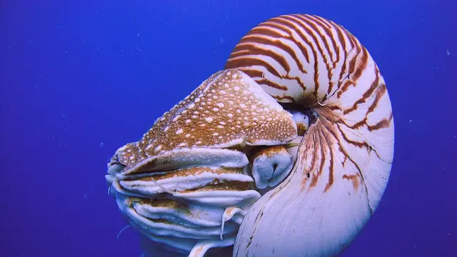 Nautilus