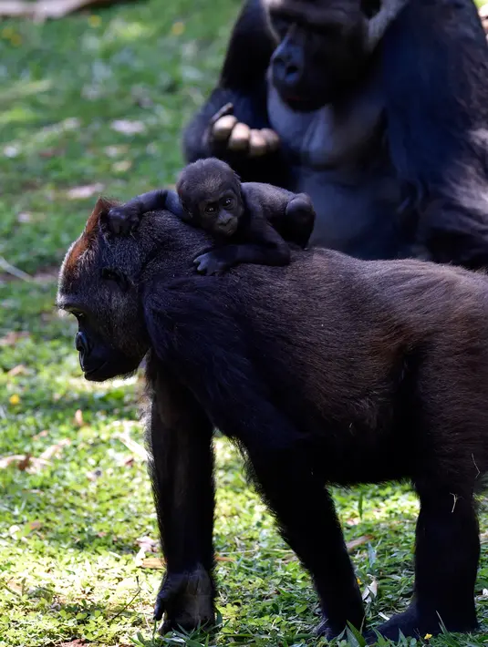 Gorila dataran rendah barat, Lou Lou dan anaknya terlihat di Kebun Binatang Belo Horizonte, Brasil pada 14 Oktober 2019.  Kebun binatang ini merupakan satu-satunya di Amerika Selatan yang berhasil mengembangbiakkan spesies langka ini. (DOUGLAS MAGNO/AFP)