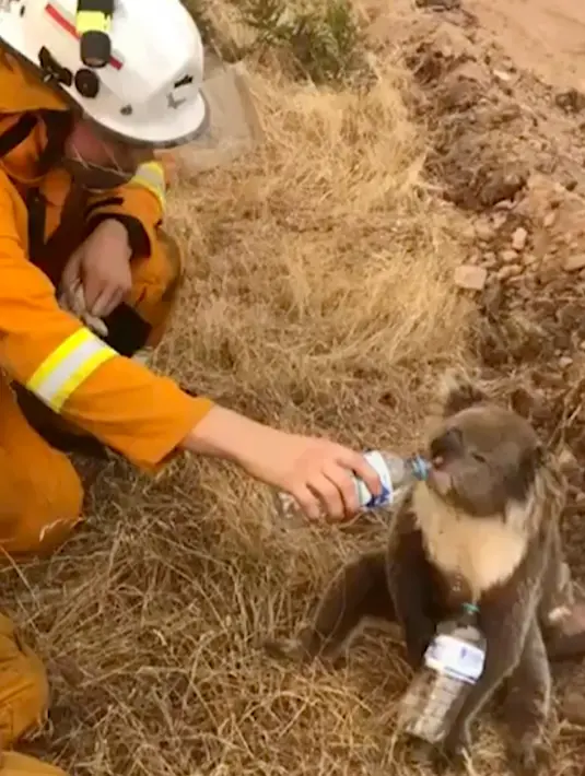 Gambar dari video pada 22 Desember 2019, petugas pemadam kebakaran memberikan minum kepada seekor koala di tengah proses memadamkan api di Cudlee Creek, Australia Selatan. Koala itu terperangkap di sekitar kebakaran. (Oakbank Balhannah CFS via AP)