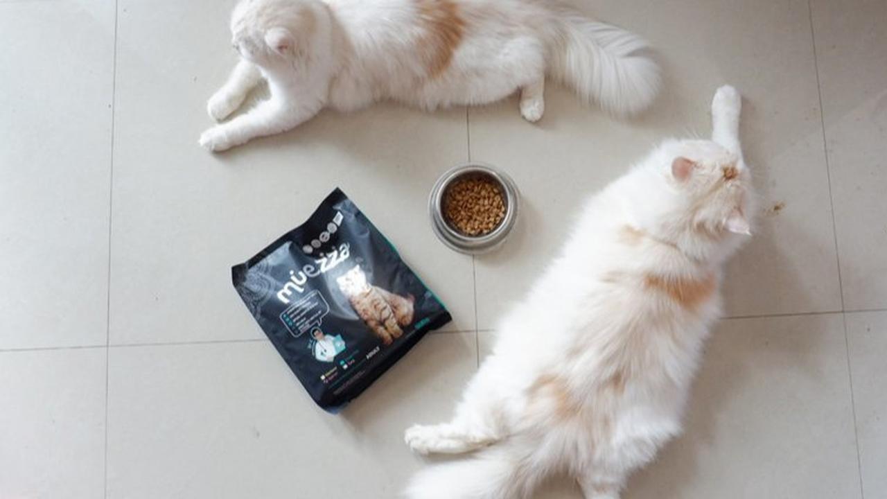Apakah Kucing Bisa Makan Nasi? Ini Panduan untuk Pemilik Kucing