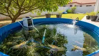7 Ide Ternak Udang Air Tawar di Kolam Mini Pekarangan Rumah yang Mudah Dirawat Sehari-hari