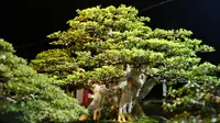 Kontes dan Pameran Bonsai Nasional 2022 digelar di Pantai Boom Marina, Banyuwangi pada 31 Agustus-8 September 2022/Istimewa.