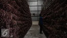 Seorang pekerja mengeringkan bawang merah di Gudang Bulog, Jakarta, Senin (16/5). Sebanyak 23.000 ton bawang merah disiapkan Kementerian Pertanian menjelang bulan puasa dan lebaran. (Liputan6.com/Faizal Fanani)