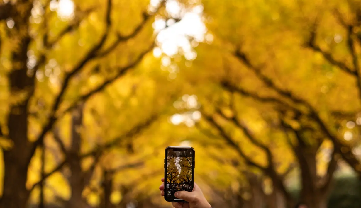 Seorang pengunjung mengambil gambar pohon ginkgo dalam warna musim gugur di Taman Luar Kuil Meiji di Tokyo, Kamis (18/11/2021). Pada pertengahan bulan November, barisan pohon ginkgo yang ada di taman ini akan berubah warna menjadi kuning keemasan. (Philip FONG / AFP)