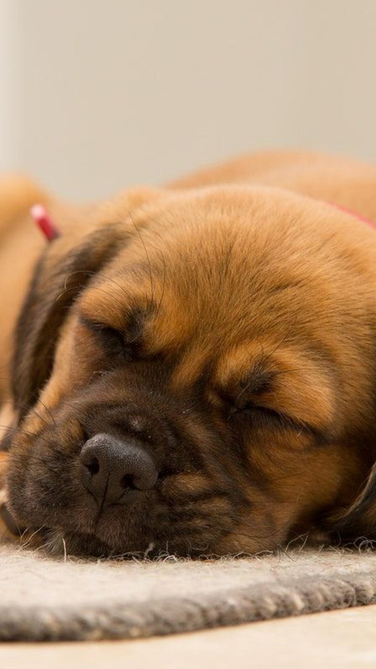 Ide Nama Anjing Jantan Lucu<br>