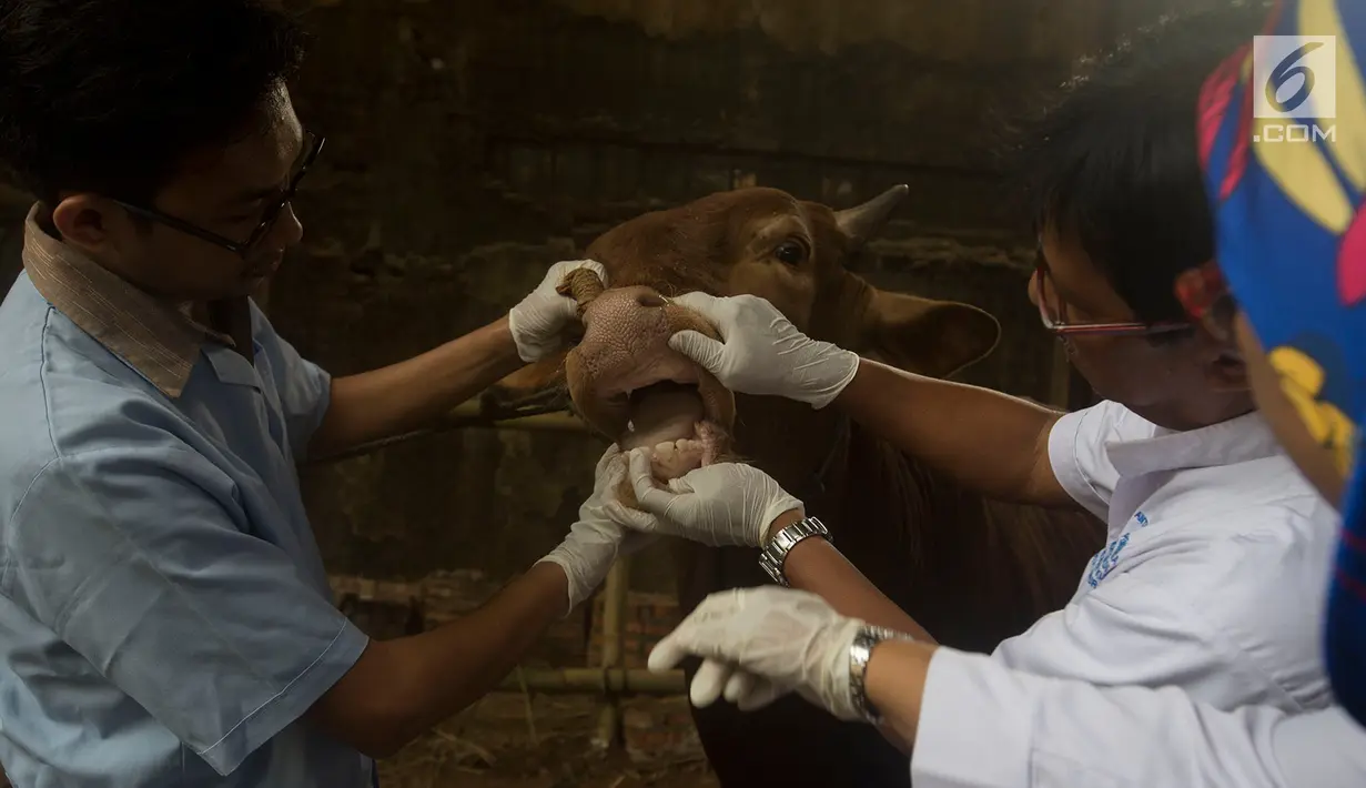 Petugas Dinas Ketahanan Pangan, Kelautan, dan Pertanian DKI Jakarta memeriksa gigi dan mulut sapi di Pondok Kelapa, Jakarta, Rabu (8/8). Pemeriksaan untuk menjamin kelayakan dan kesehatan medis hewan kurban untuk dikonsumsi. (Merdeka.com/Imam Buhori)
